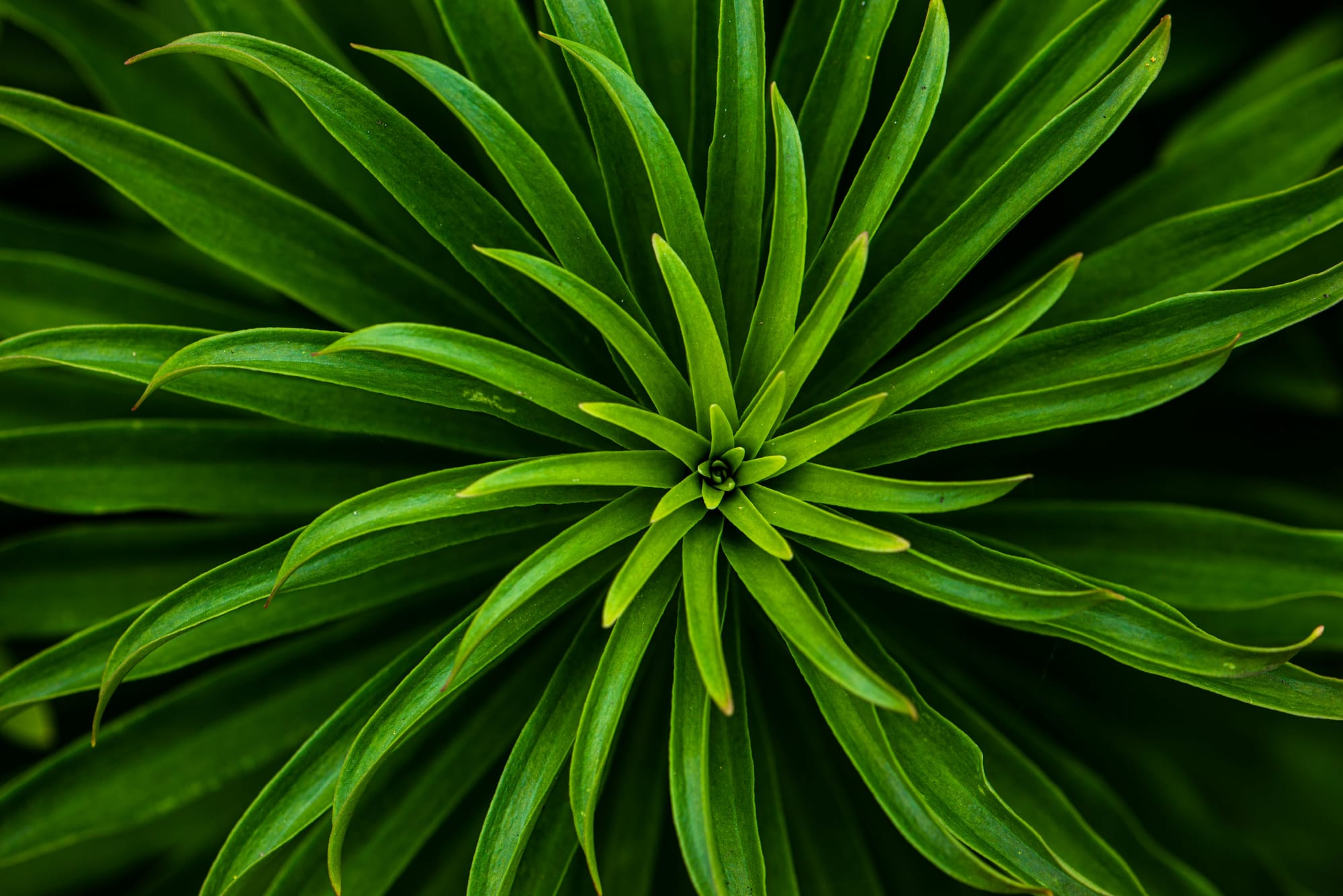 Fractal Digital